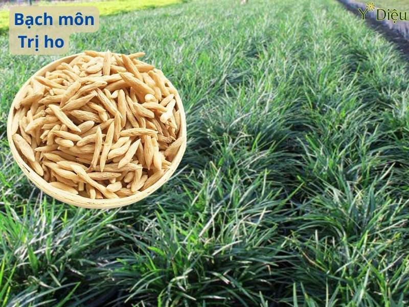 Trị Ho Hiệu Quả Từ Rễ Bạch Môn Tự Nhiên An Toàn Lành Tính